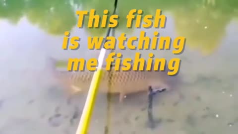 This fish is watching me fishing
