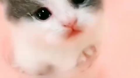 Cute cat baby _ cute cat videos #cat