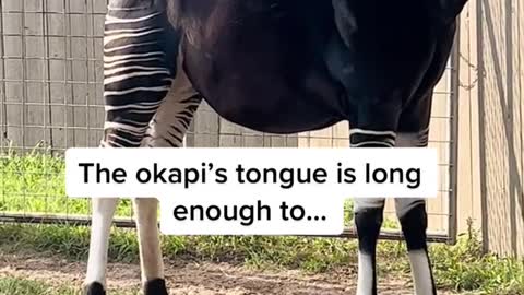The okapi's tongue is longenough to.....