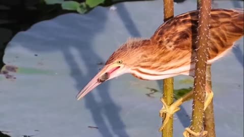 Quick fish prey 🐟🤤 | bird sharp eye sight 😲 | bird quick attack on fish 🐠😱 | bird videos