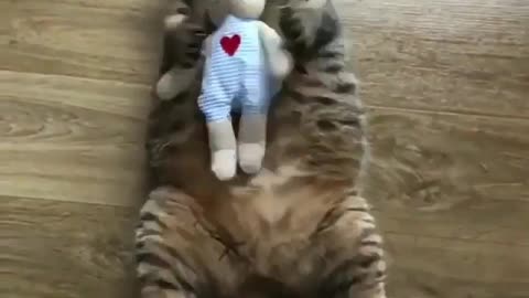 Toys and cats