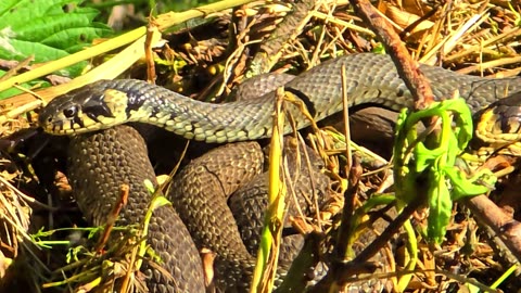 Two snakes in a pile of brushwood / Beautiful grass snakes in the wild.