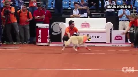 Street dogs retrieve balls during tennis tournament