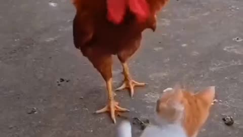 Cat with hen fight funny video