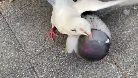 The fight of the bloody pigeons
