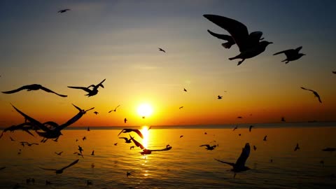 sunset and migratory seagulls Sea, Ocean, Seagulls video.