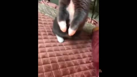 Cat funny video 🤣🤣🤣