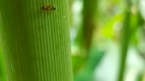 A ant life. Slow Motion V