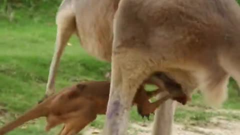 Baby kangaroo makes its debut