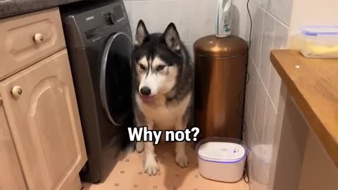 Arguing With My Husky About My Mum!