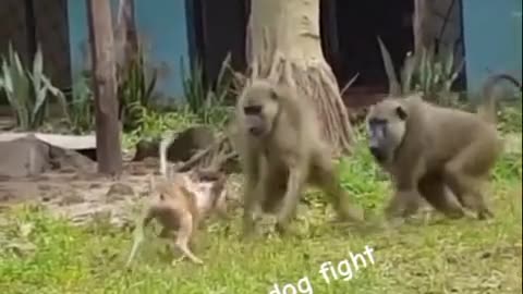 Monkey with dog fight