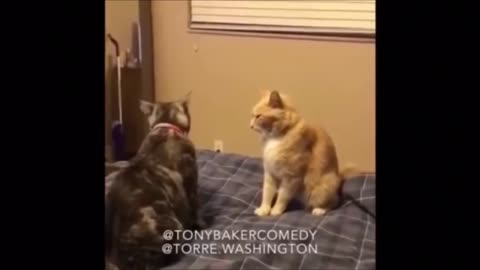 Cats voice over