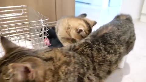 Kitten Kiki monitors the washing machine because it's too loud