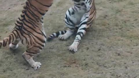 Tiger/vs/Tiger Ladai Don't miss the fight 😡😈😡between two 🥰baby tigers