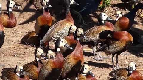 animais MARRECOS IRERÊ fauna pantaneira brasileira pantanal vida selvagem brazilian brazil