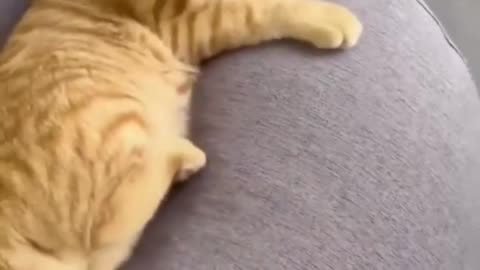 funny cat video