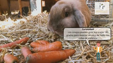 Sonido del conejo y descripción 🐇 Sonidos de conejo, ruido de conejo 🐇 🔈