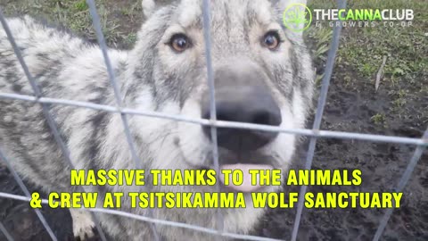 Insiders Eco Tour - The Green Timber Wolf