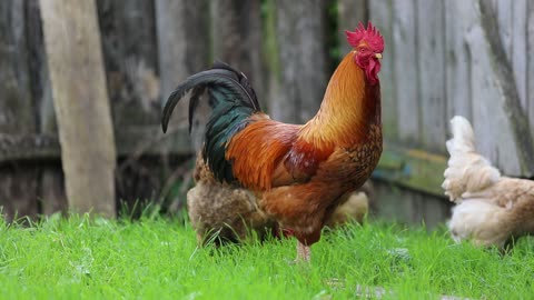 The Vorwerk is a breed of chicken