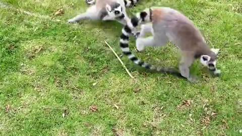 The childish game of ring-tailed lemurs