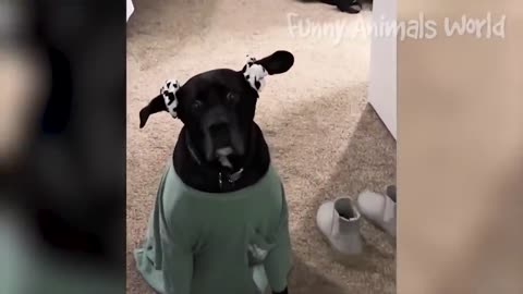 Funniest cats and dogs