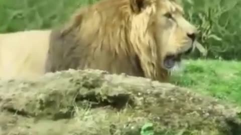 Lions Roaring in the wild ! Lions Roar sound ! King lion,Lion cub & Lioness are Roaring short videos