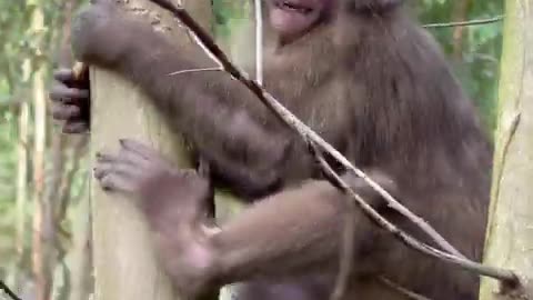 #babymonkey #Animal #Animalhtanimals #viral #monkey #cute_20