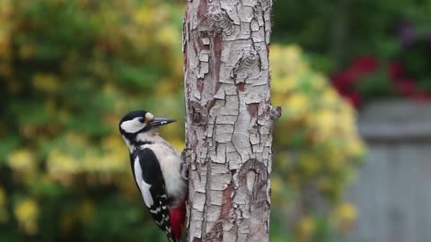Woodpecker enjoys pecking trees