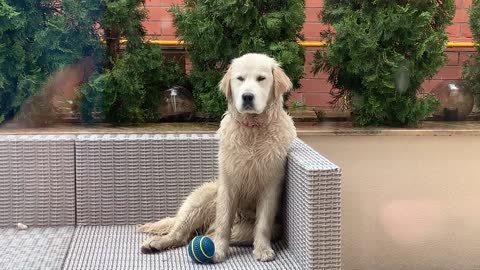 This Is How My Dog Does When it Rains I Happy Licious