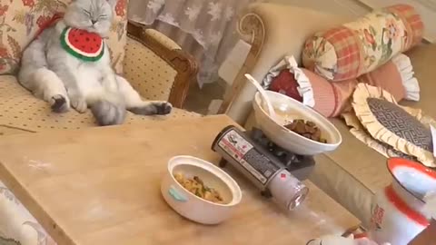 Cat cooking funny video 😱😱