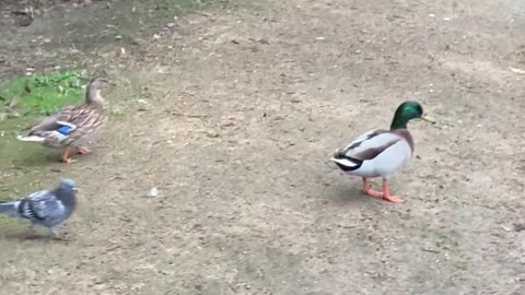 How the ducks are enjoying the pond