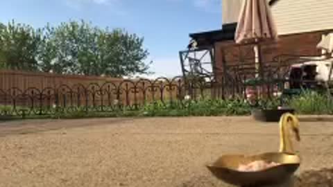 A Magpie picks up its food