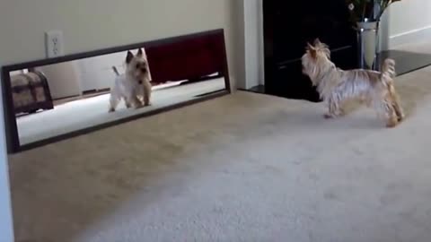 Littile dog made fun with mirror