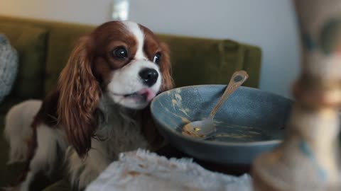 A beautiful little dog licks a bowl of food while sitting right at the kitchen table.