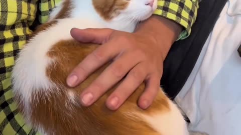How Cats React When Seeing Stranger 1st Time - Running or Being Friendly 10? | Viral Cat