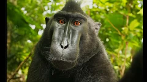 Who owns the rights to a monkey's selfie?
