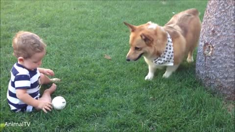 Corgi Are The Best - CUTEST Compilation - OVER 1 MILLION YOUTUBE VIEWS