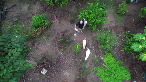Drone View: Feeding Chickens