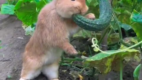 The little rabbit secretly eats cucumbers in the vegetable garden and pet the rabbit