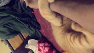 Playing with kitten