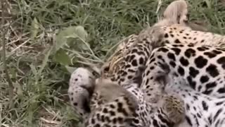 The clingy little leopard