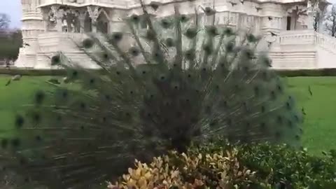 Beautiful Peacock Dance | Beautiful Peacock Dance in Rain | Beautiful Peacock Dance in Garden