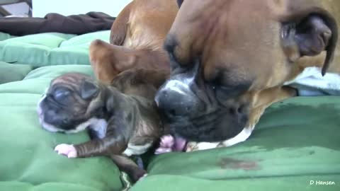 Young #dog birth dog Amazing Birth While Standing !!