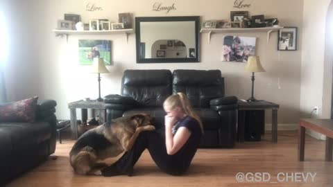German Shepherd thinks she's a personal trainer