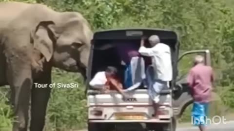 Elephant attack on taxi cab......