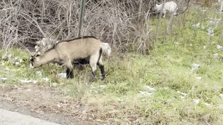 Goat Dad Makes Driver Move Prius For His Family
