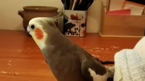 Parrot song and music. Amazing parrot