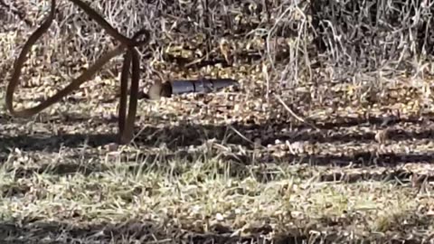 catching Squirrels with a "tube trap"