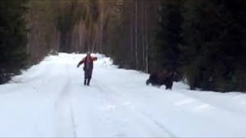 Scared "Swedish Man" Repels "Attacking Bear" Back Into The Woods