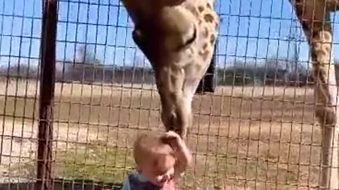 "Bonding Beyond Boundaries: Baby's Enchanting Playtime with a Graceful Giraffe"